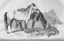 Cheval_de_race_barbe.jpg