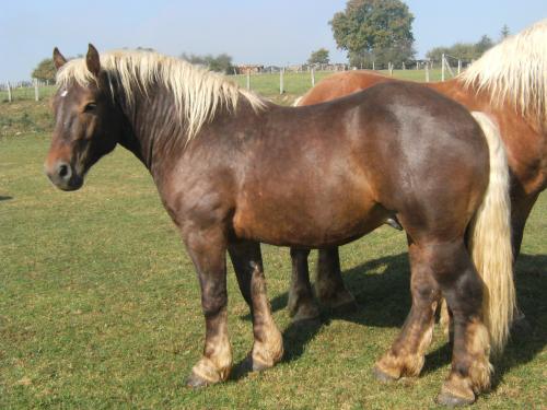 cheval_photo.jpg
