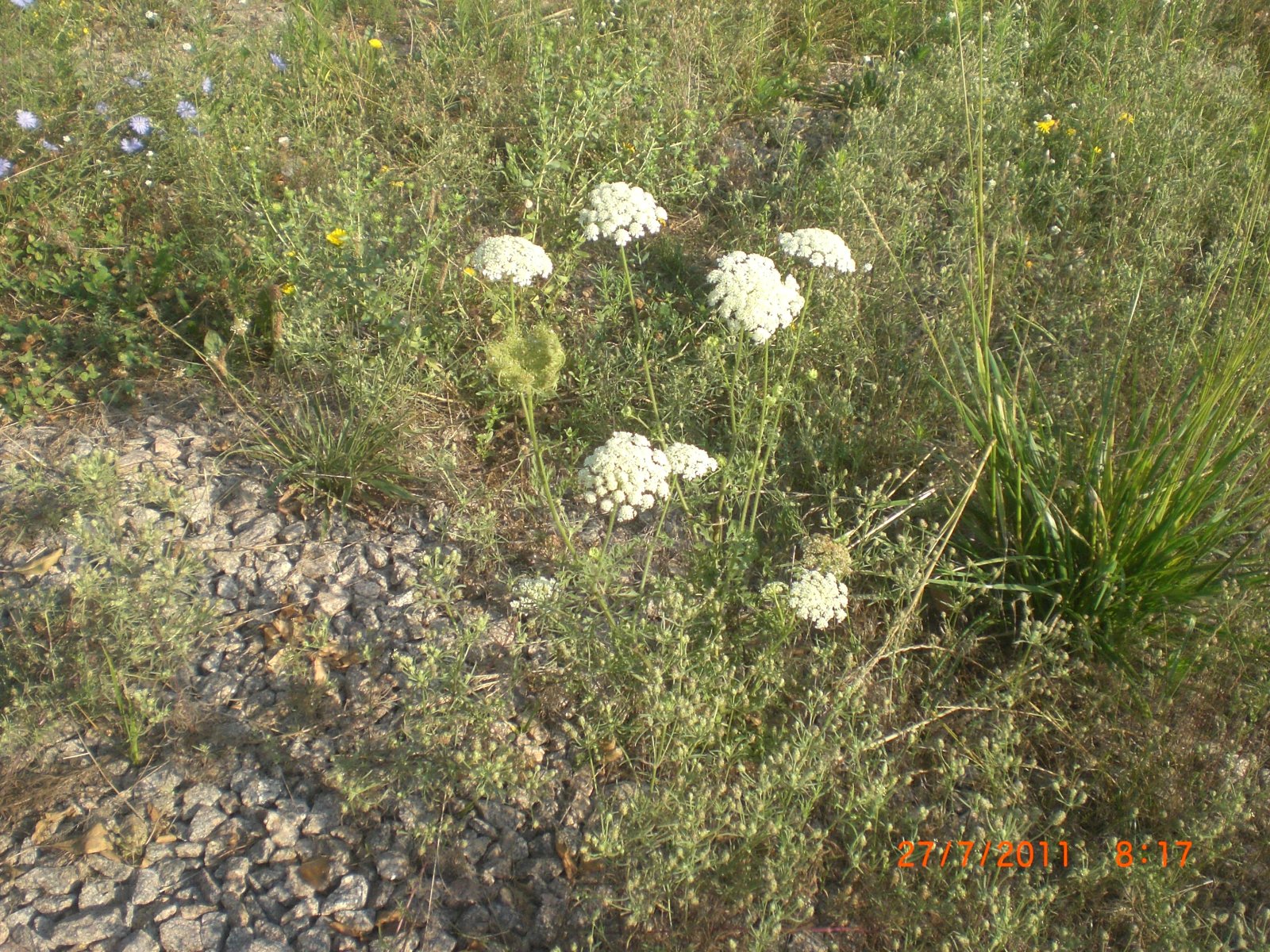 CIMG0003.JPG