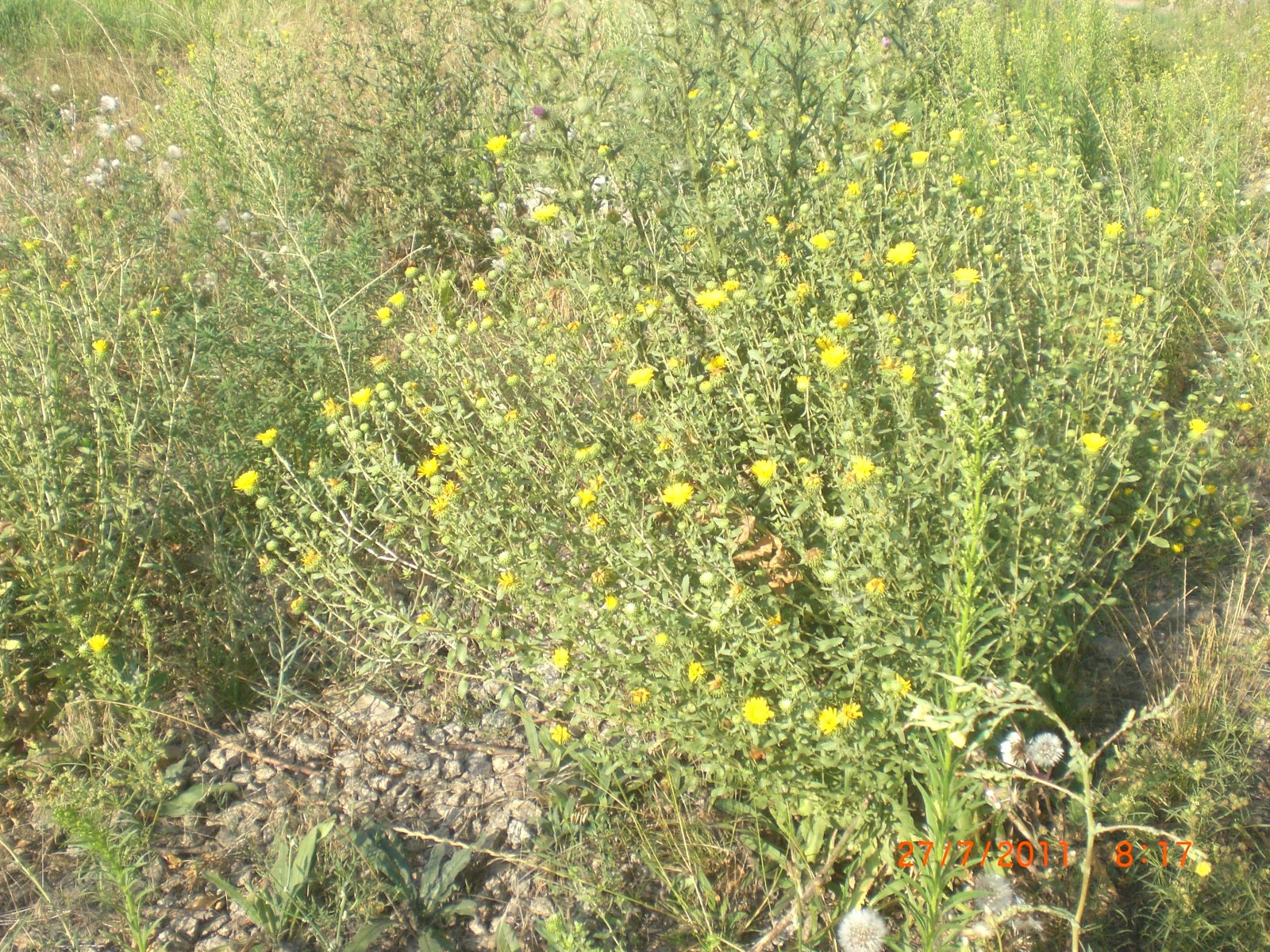 CIMG0005.JPG