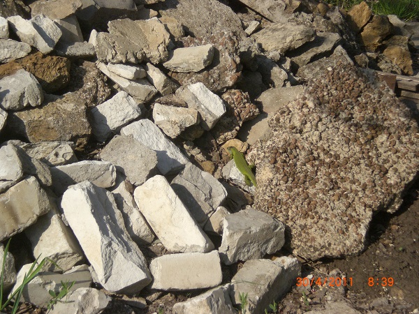CIMG0071.JPG