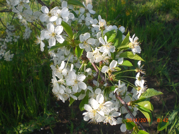 CIMG0082.JPG
