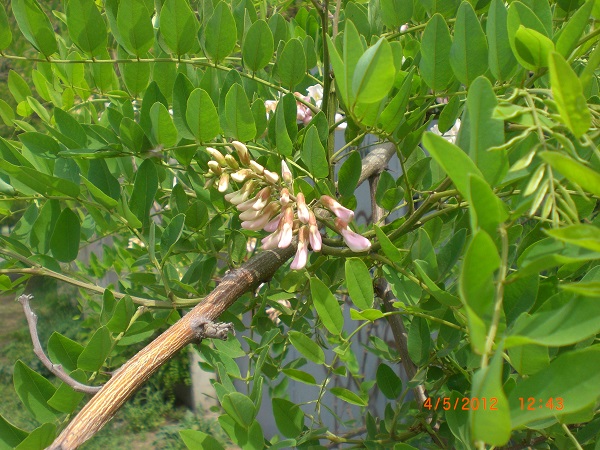 CIMG0557.JPG
