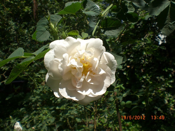 CIMG0688.JPG