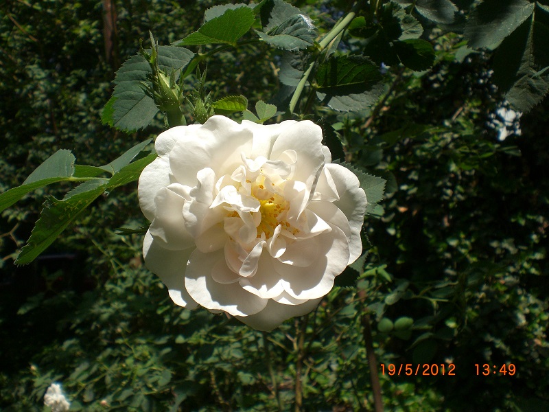 CIMG0688.JPG