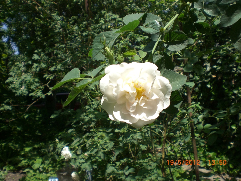 CIMG0689.JPG