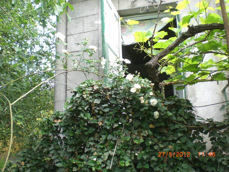 CIMG0746.JPG