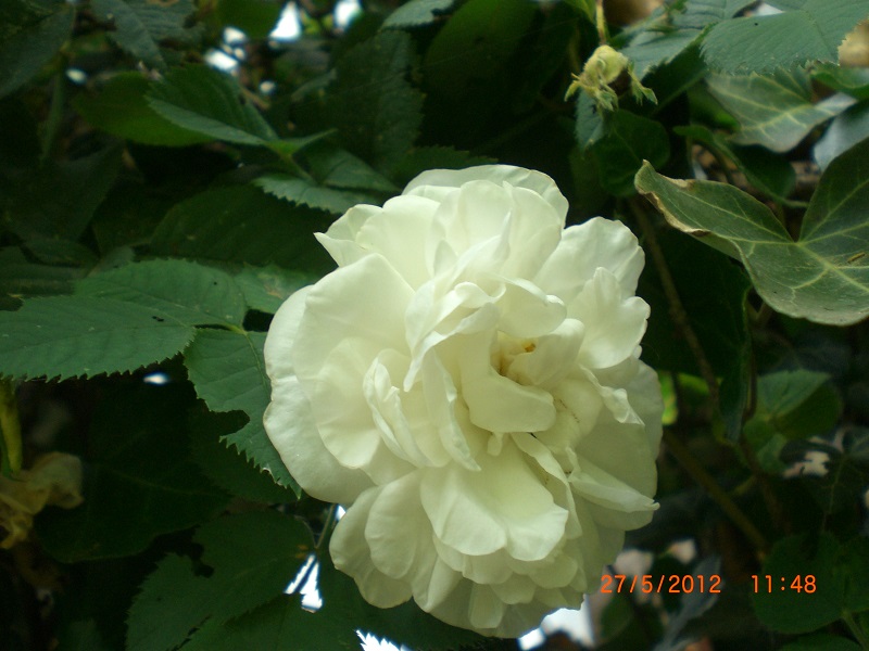 CIMG0751.JPG