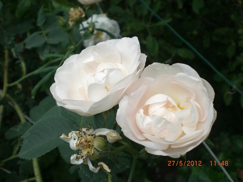 CIMG0752.JPG