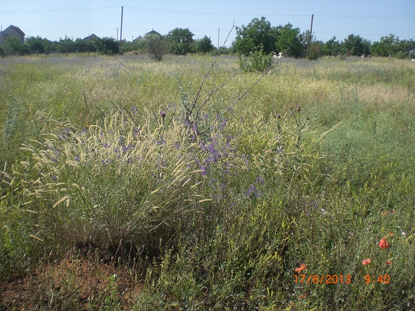 CIMG7060.JPG