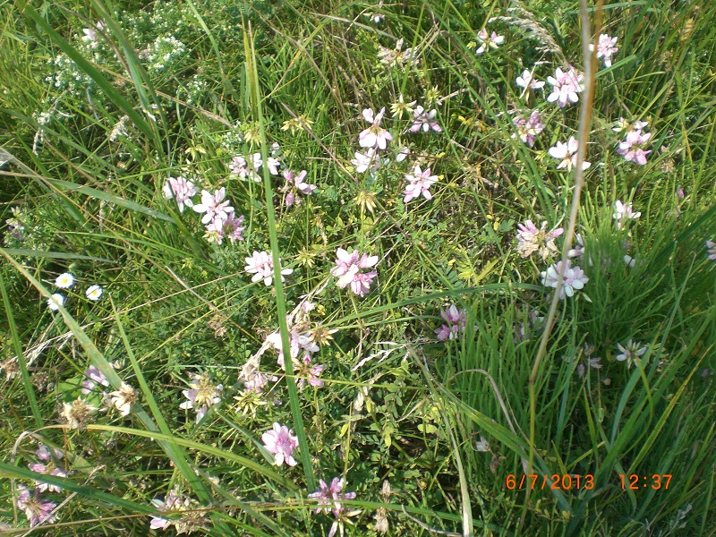 CIMG7459.JPG