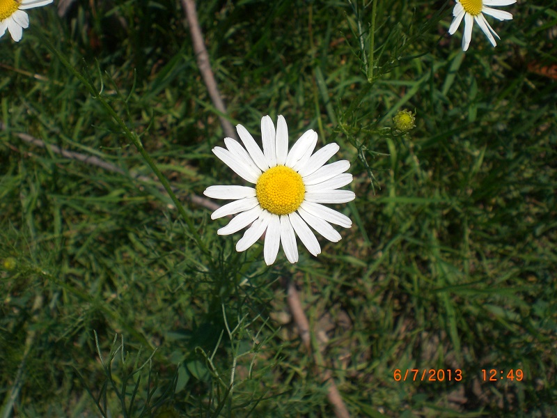 CIMG7481.JPG