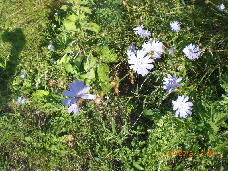 CIMG7590.JPG