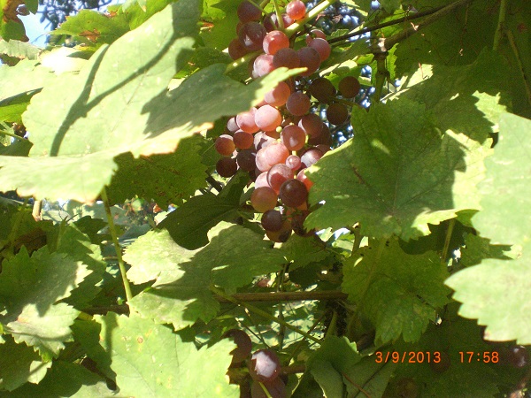 CIMG9480.JPG