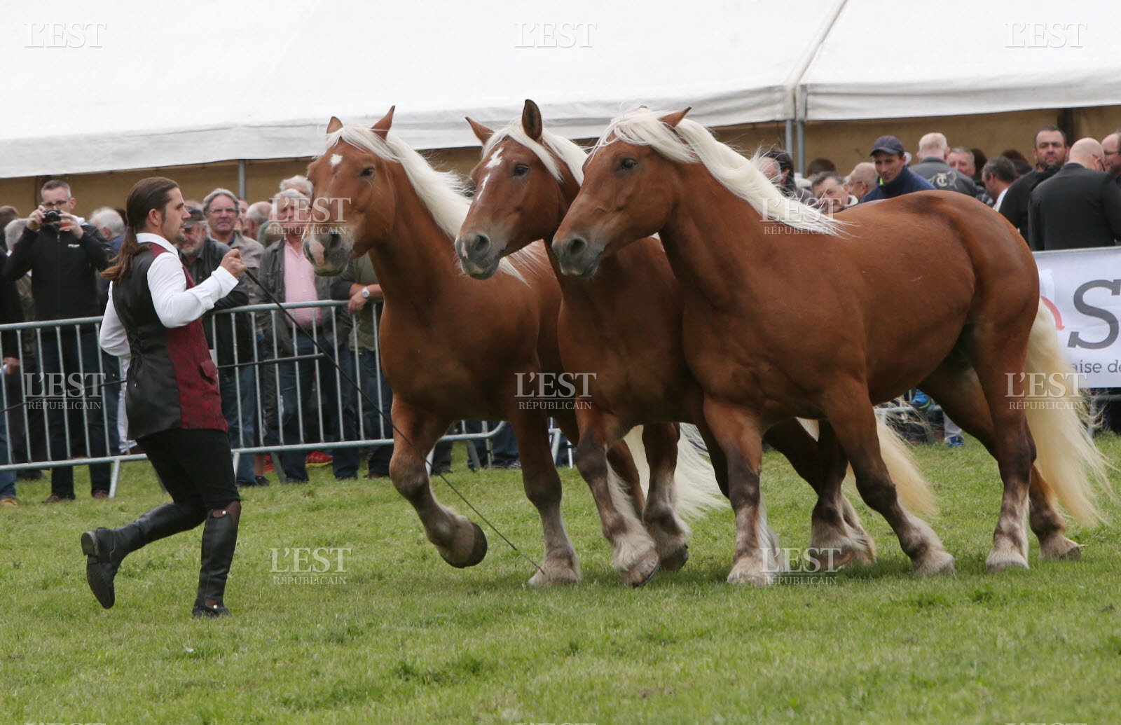 concours-national-de-race-trait-comtois-a-maiche-1504875851.jpg