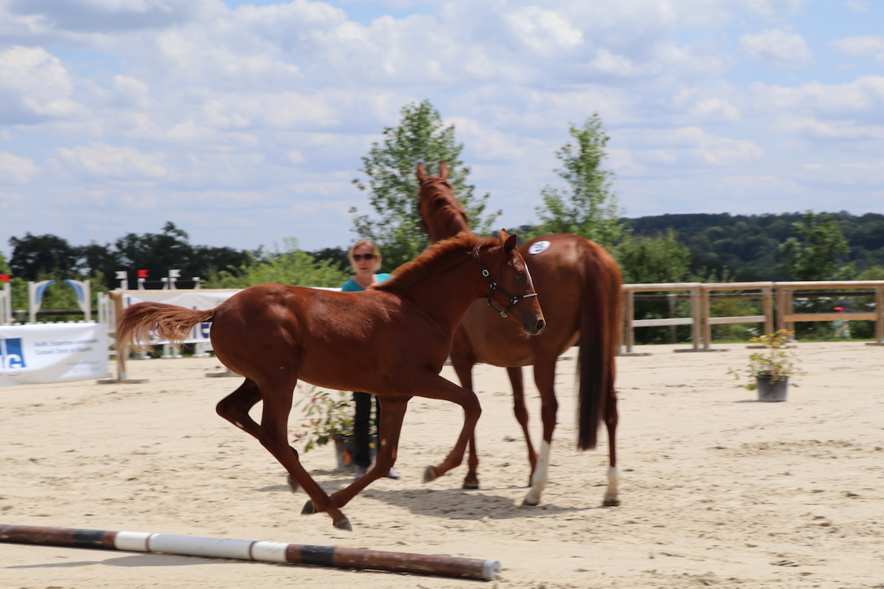d_5299 - copie.jpg
