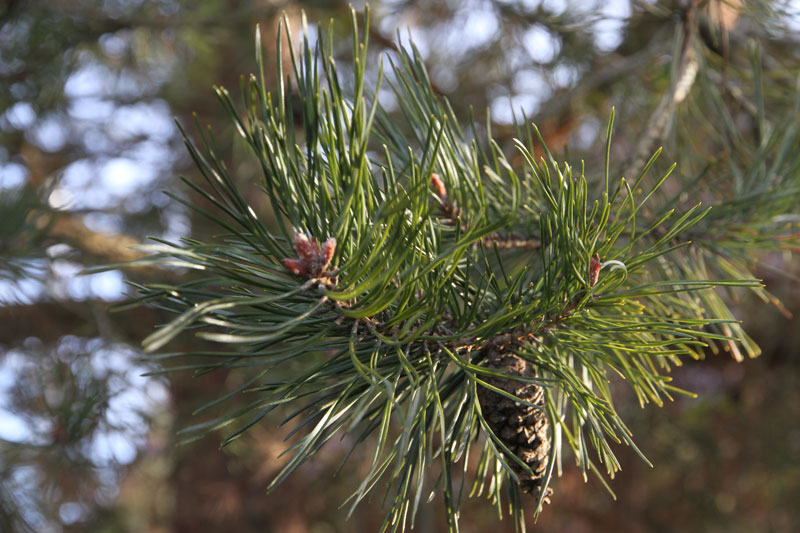 d_5871.jpg