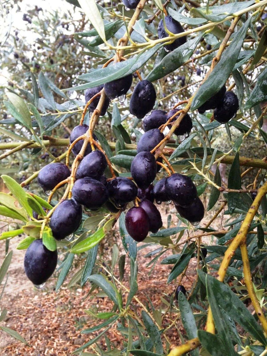 dalinda-siyah-zeytin.jpg