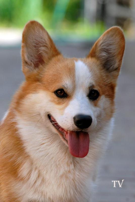 ДЭ Атилла12.jpg