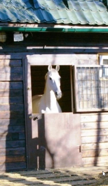денник.jpg