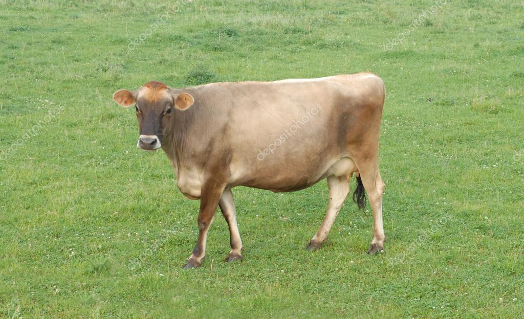 depositphotos_24327123-stock-photo-jersey-cow-out-in-pasture.jpg