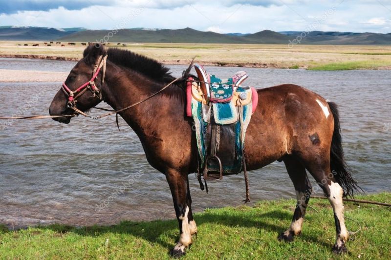 depositphotos_6741688-Mongolian-horse-saddled.jpg