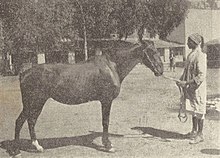 Didi_Thabet_jument_1912.jpg