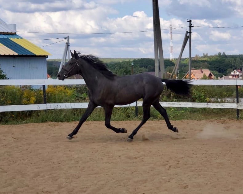 DN_8js6M650.jpg