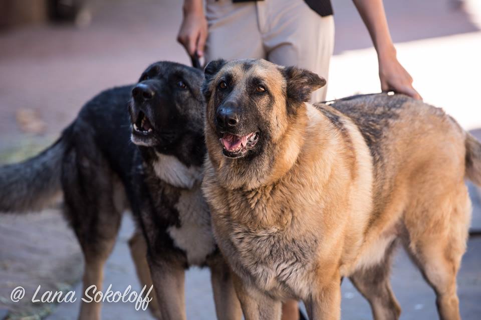 dogs 2.jpg