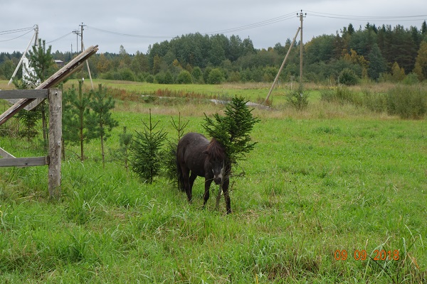 DSC00556_6.jpg