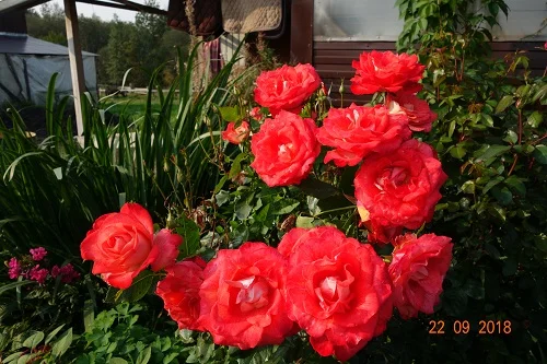 DSC00564.webp