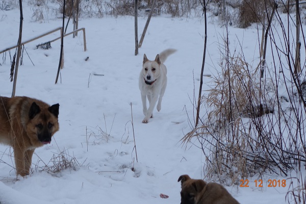 DSC01232_3_щ.jpg