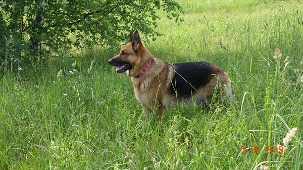 DSC02213.jpg-21-собаки.jpg