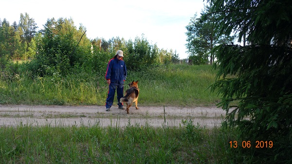 DSC02217.jpg-23-собаки.jpg