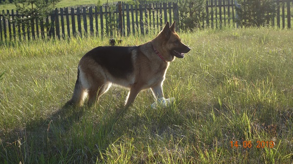 DSC02247.jpg-28-собаки.jpg