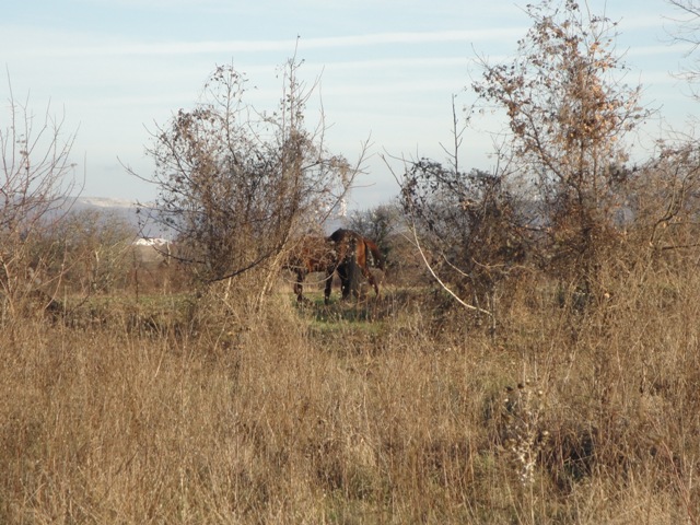 DSC03254.JPG