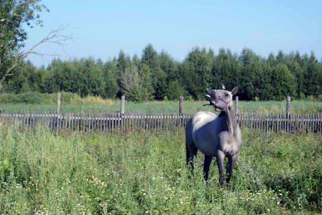 DSC07589 - копия.JPG