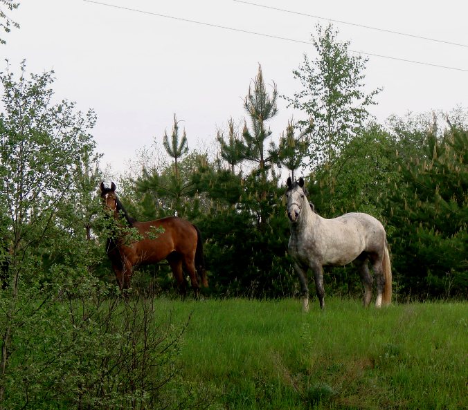DSC07910_1.JPG
