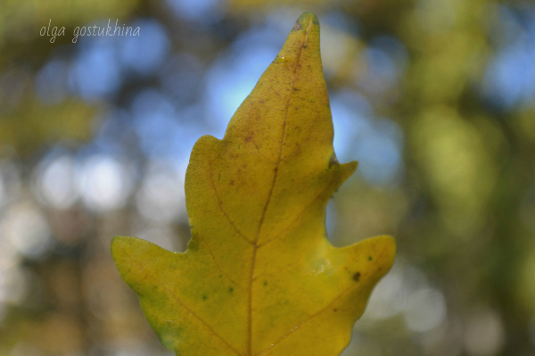 DSC_0038.jpg