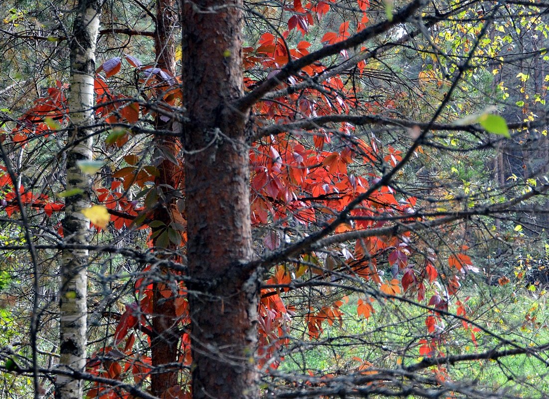 DSC_0063.JPG