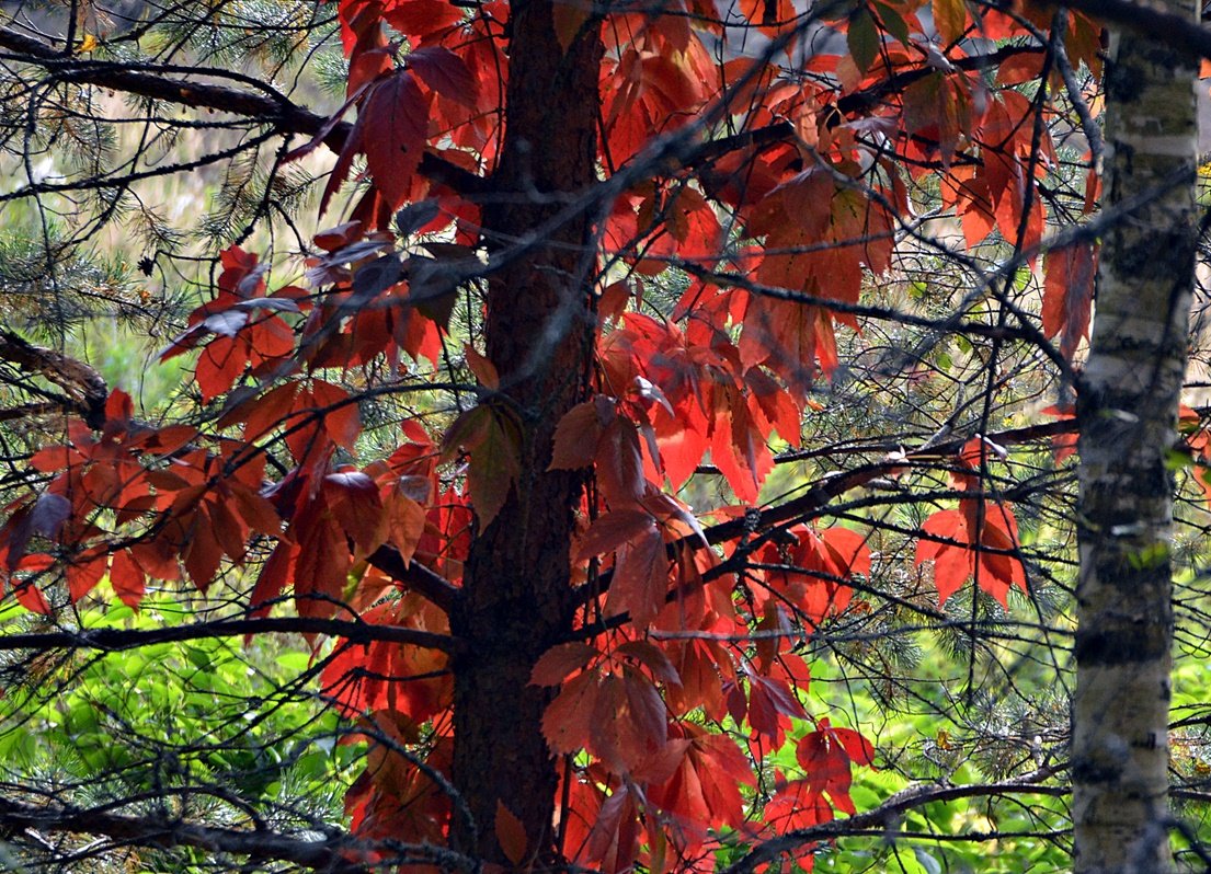 DSC_0067.JPG