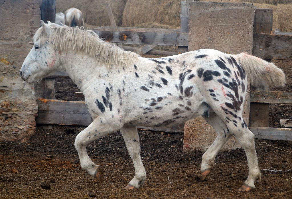 DSC_0072 Престиж.jpg