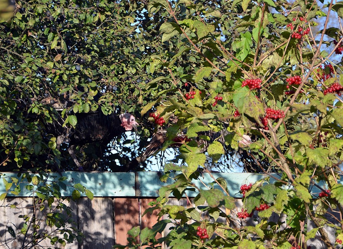 DSC_0112.JPG