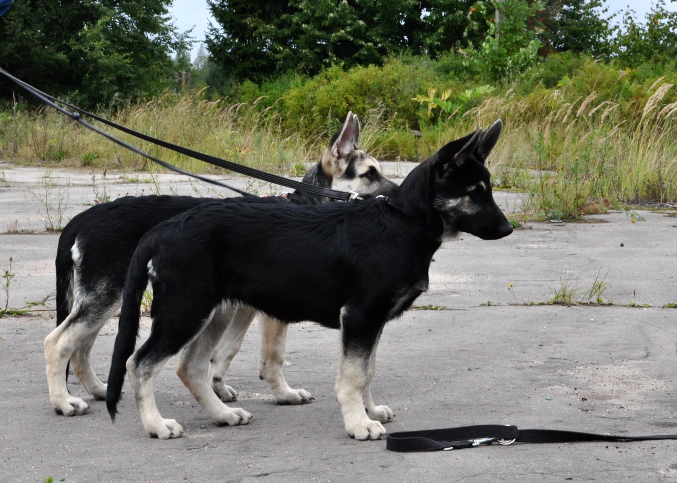 DSC_0155.JPG