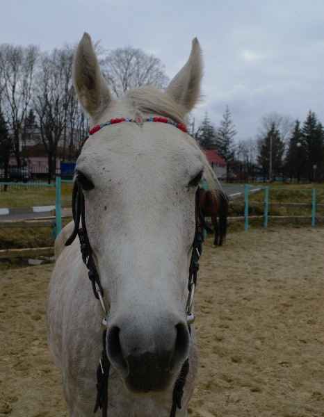 DSC_0237.jpg