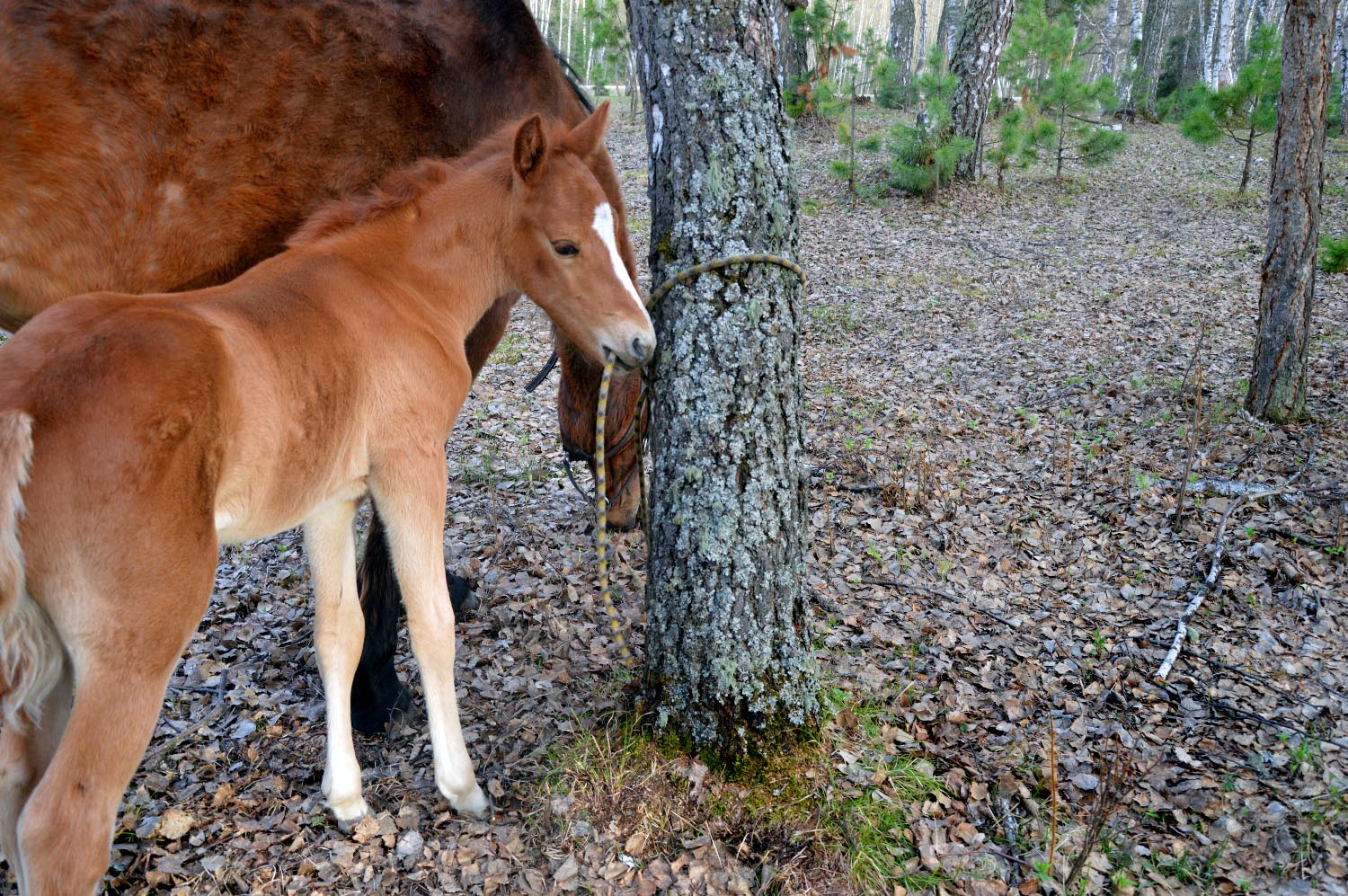 DSC_0274 копия.jpg