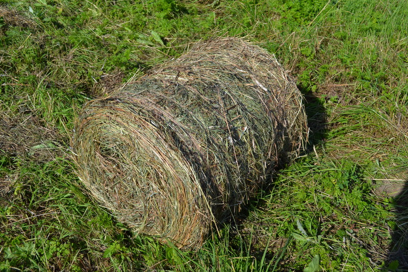 DSC_0331.JPG