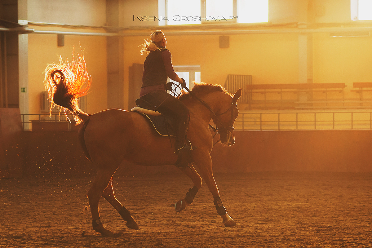 Кск скажешь. Эстетика конного спорта конкур. Выездка конный спорт Эстетика. Верховая езда. Тренировка лошади.