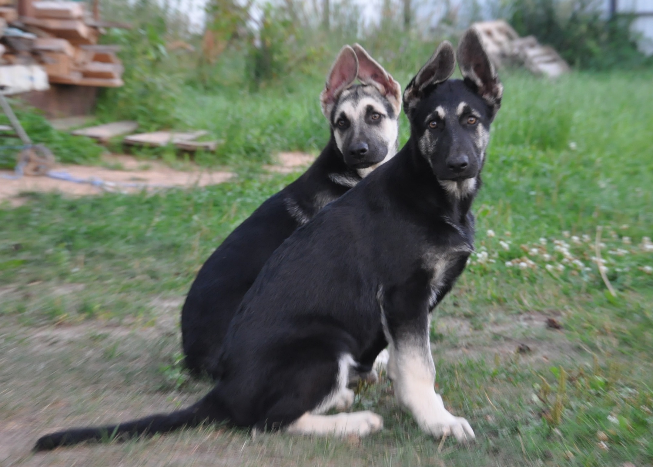 DSC_0441.JPG