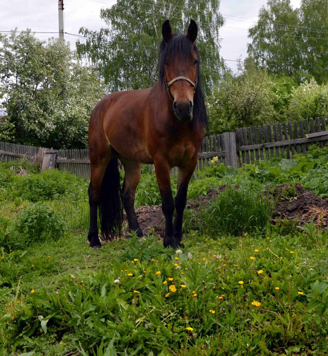 DSC_0470 копия1.jpg